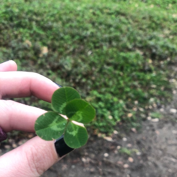 Meet your Posher, Rose - Picture 1 of 1